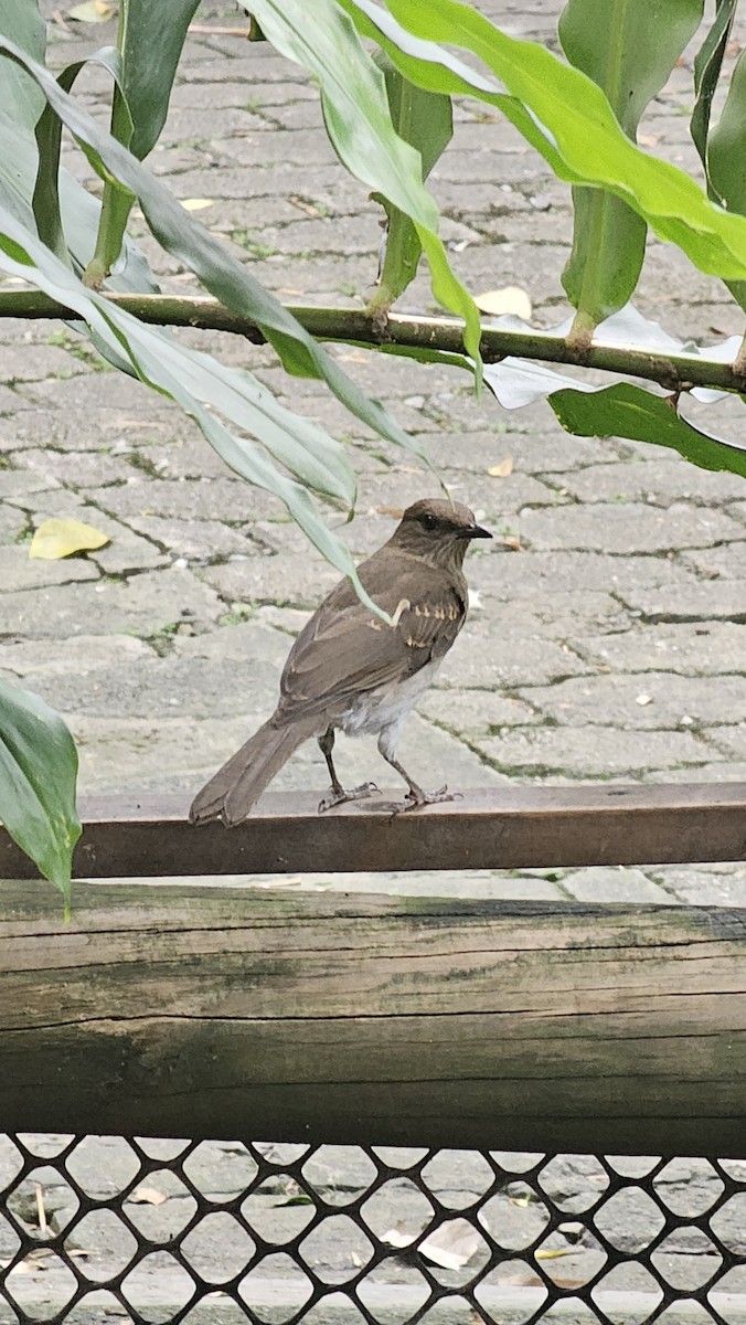 Black-billed Thrush - ML643204504