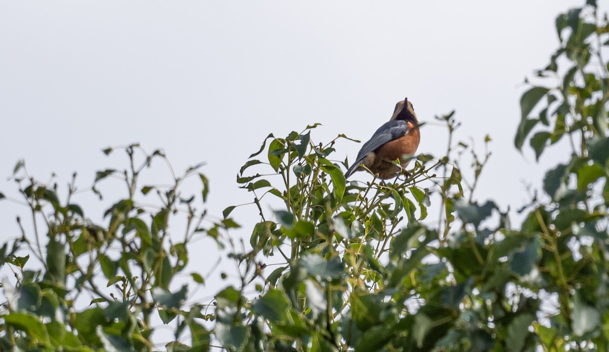 Varied Tit - ML643204507