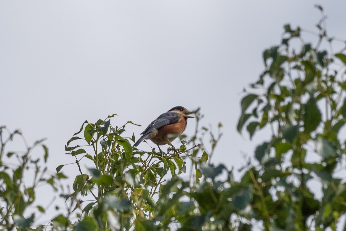 Varied Tit - ML643204508