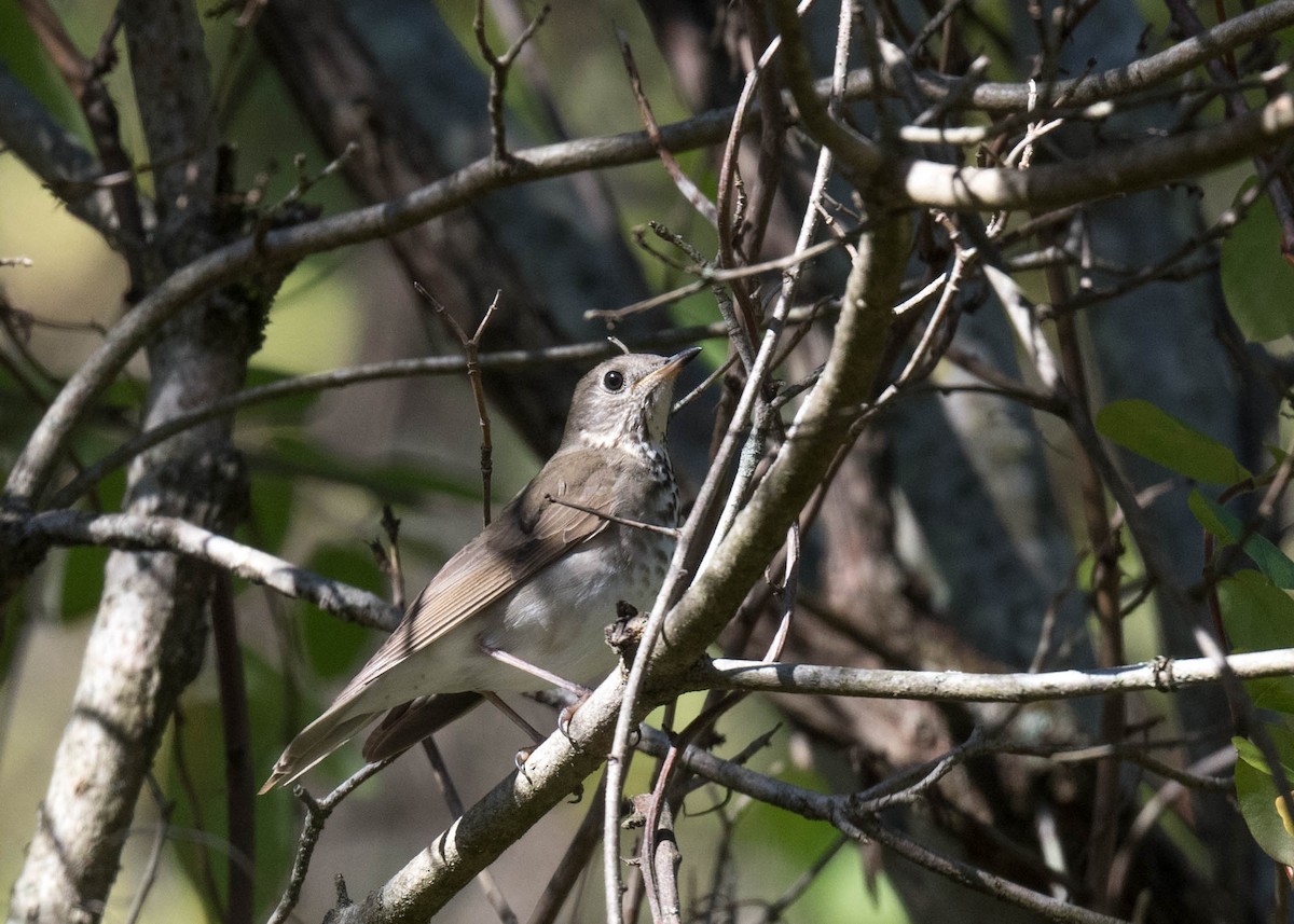 Tordo di Baird - ML643204513