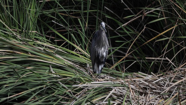 Amerika Gri Balıkçılı [herodias grubu] - ML643204534