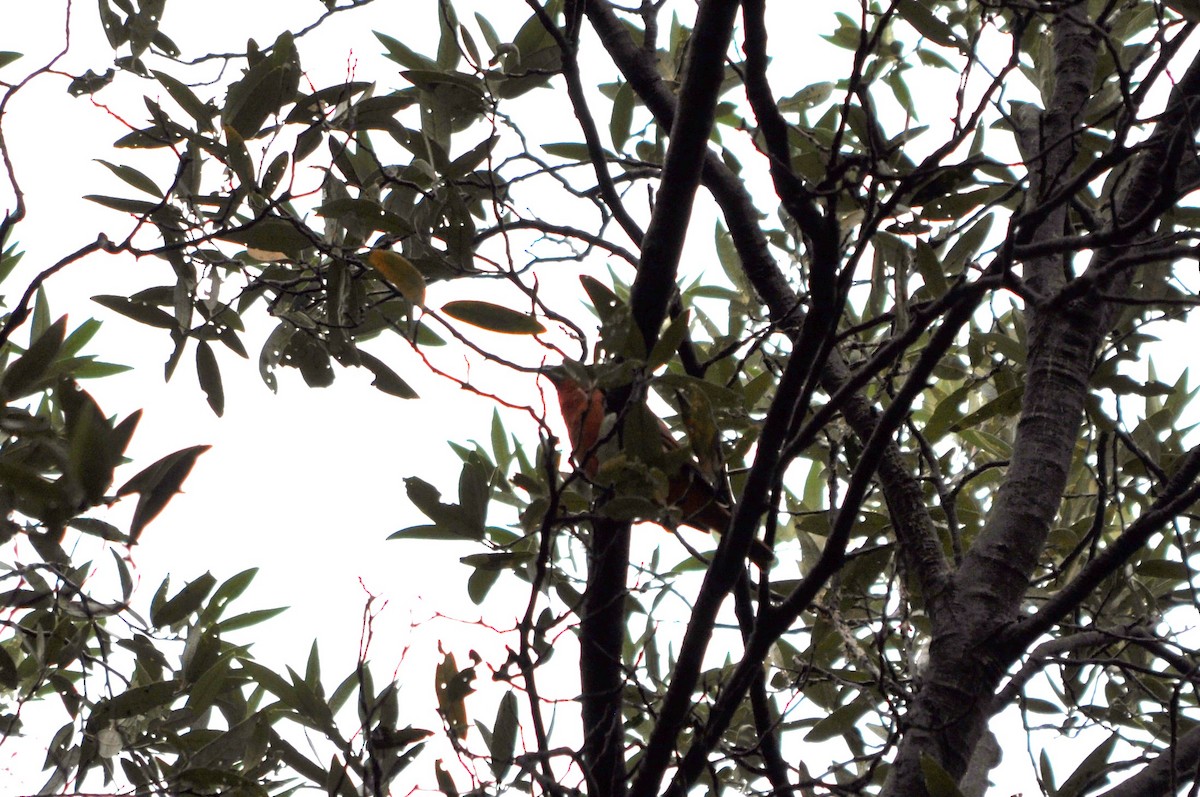 Piranga orangé - ML643204550