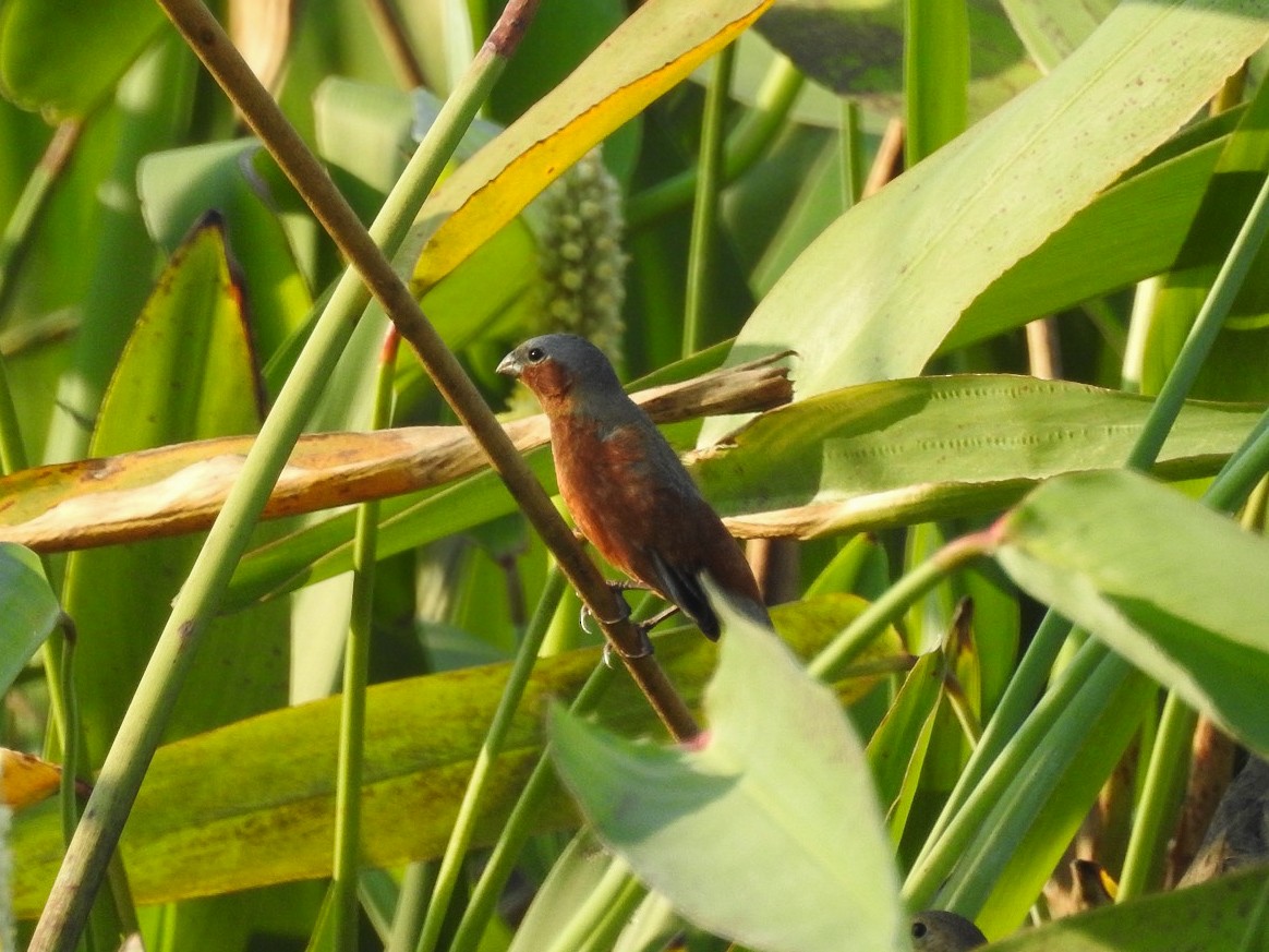 コシアカヒメウソ - ML643204570