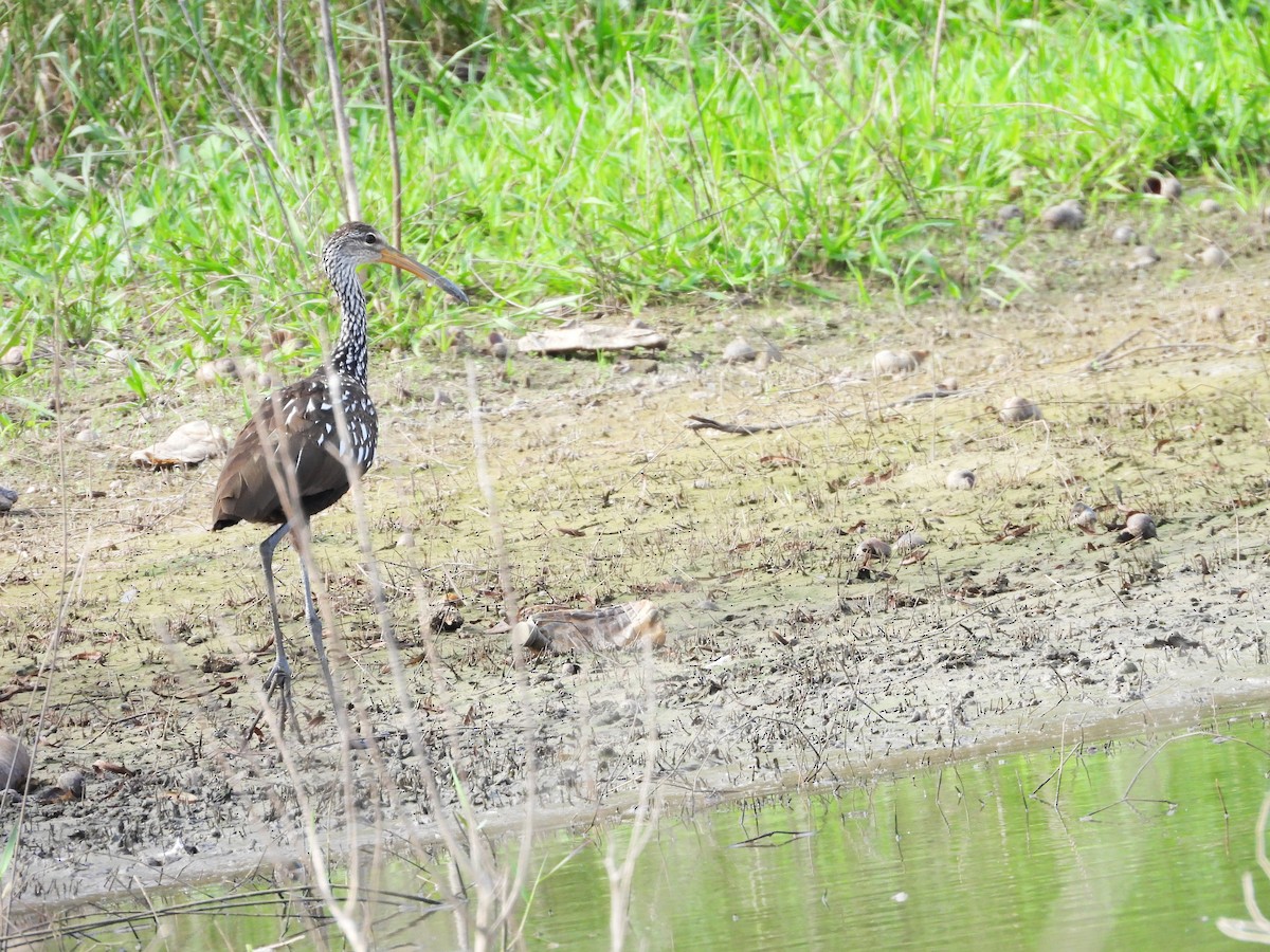 Limpkin - ML643204607