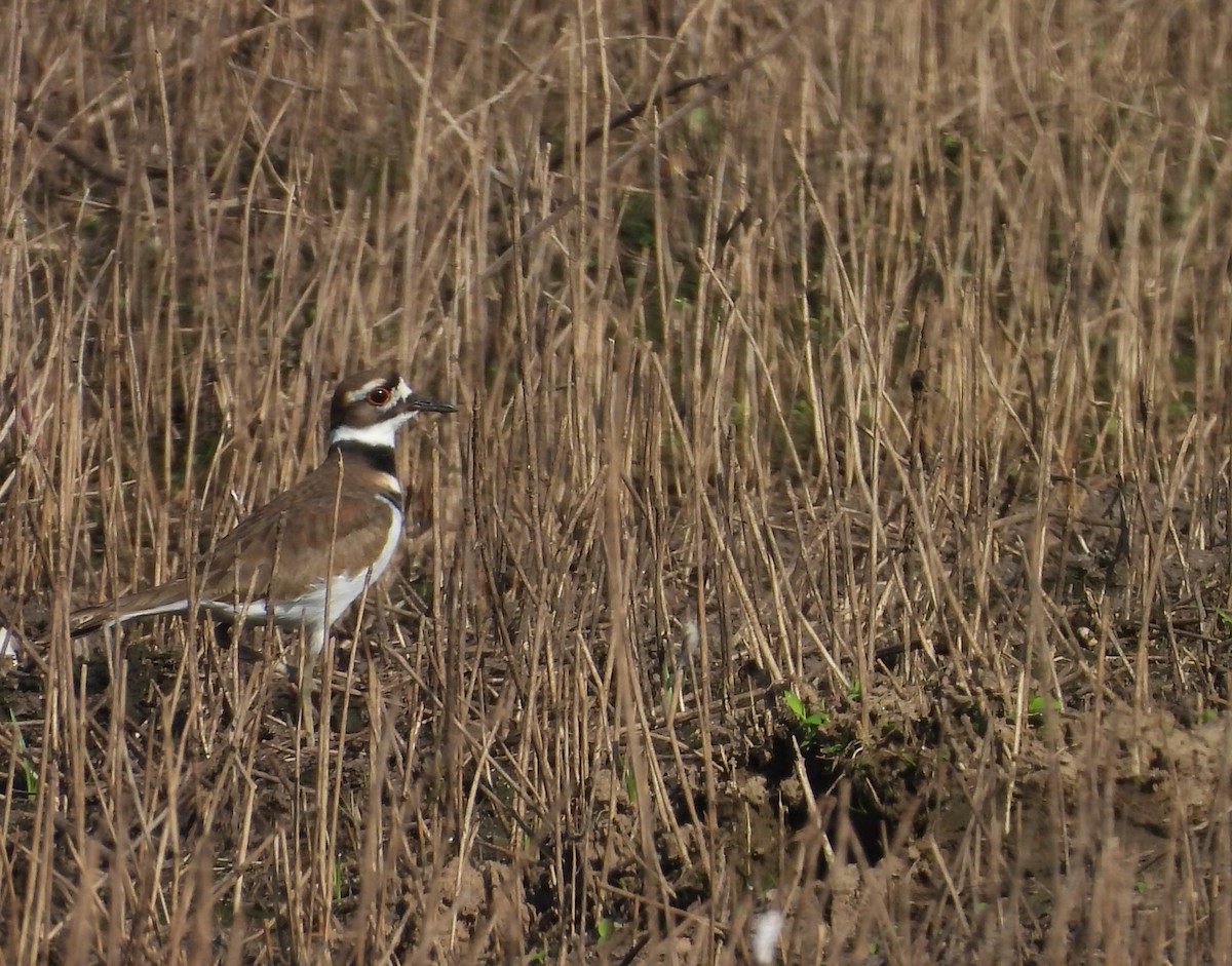 Killdeer - ML643204611