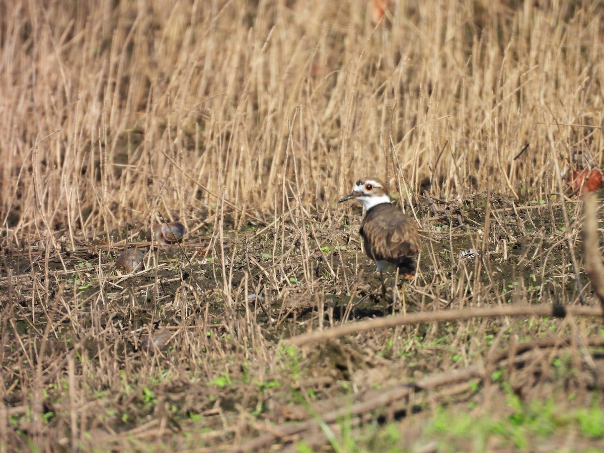Killdeer - ML643204612