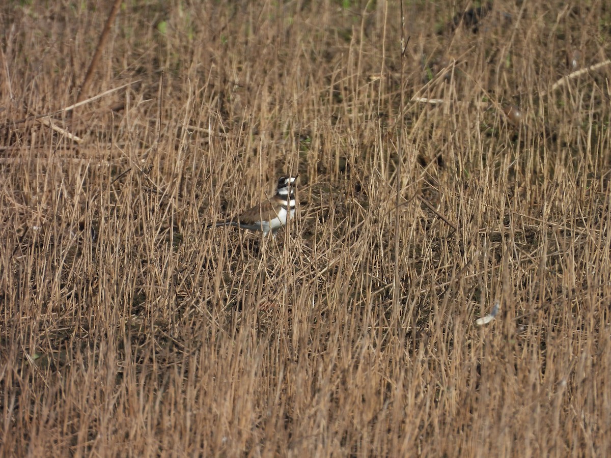 Killdeer - ML643204613