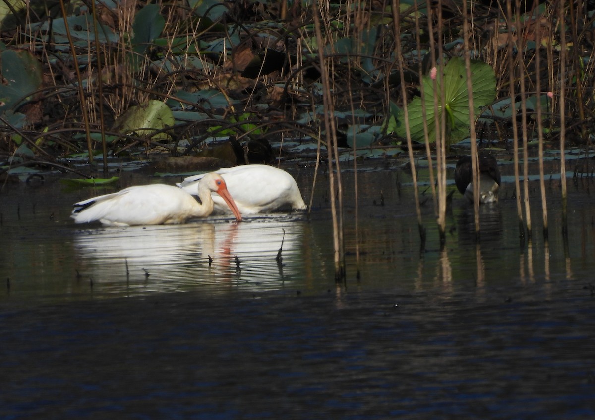 White Ibis - ML643204619