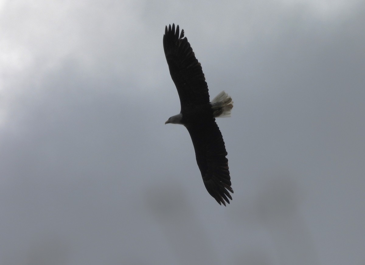 Bald Eagle - ML643204624