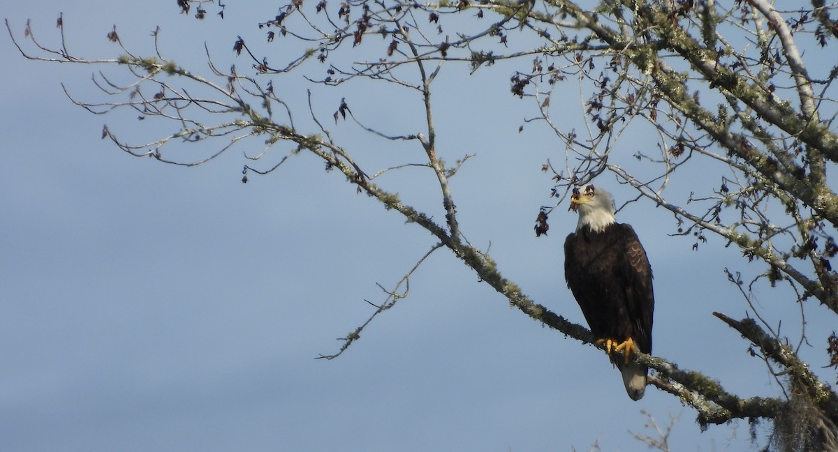 Bald Eagle - ML643204625