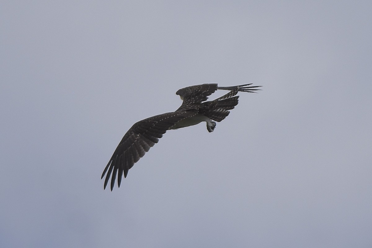 Загасч явлаг - ML643204634