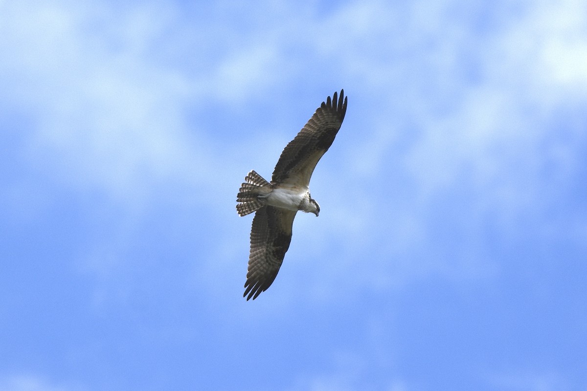 Загасч явлаг - ML643204635