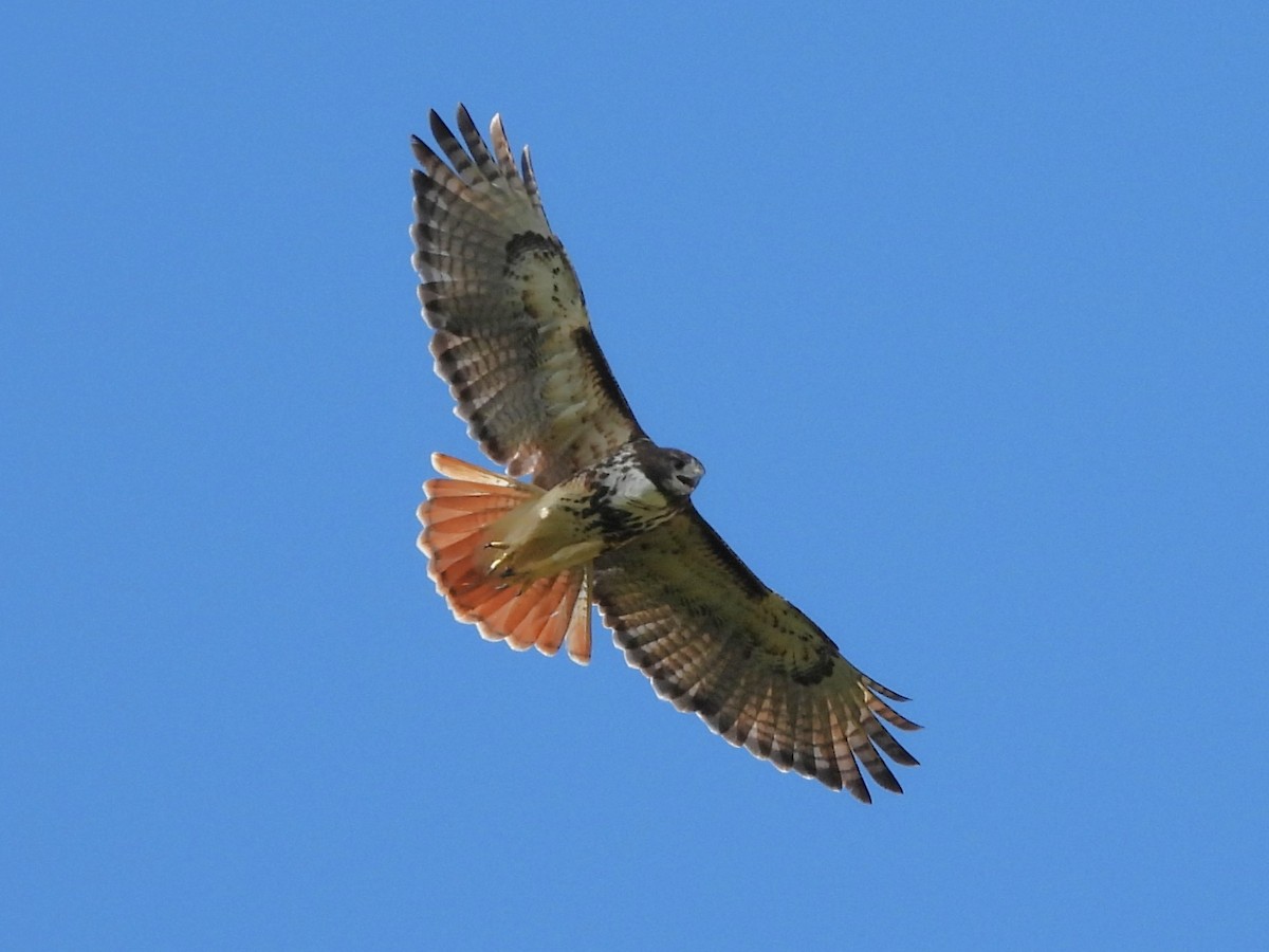 Poiana codarossa - ML643204637