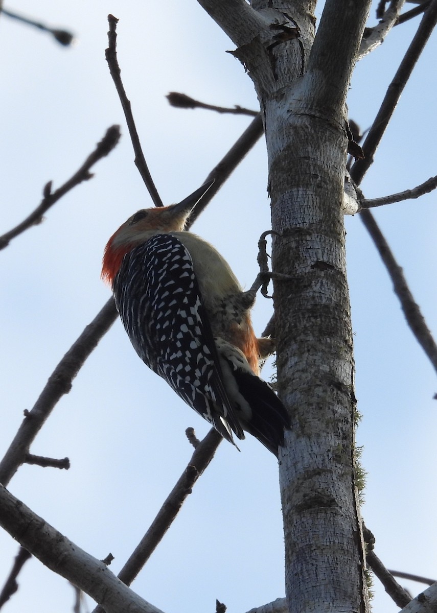 Red-bellied Woodpecker - ML643204650
