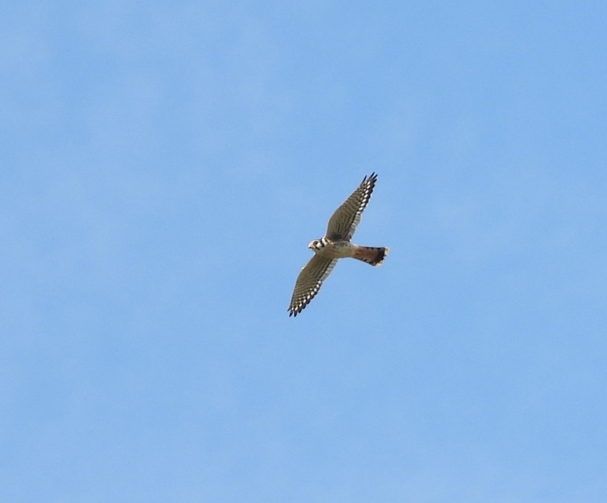 American Kestrel - ML643204659