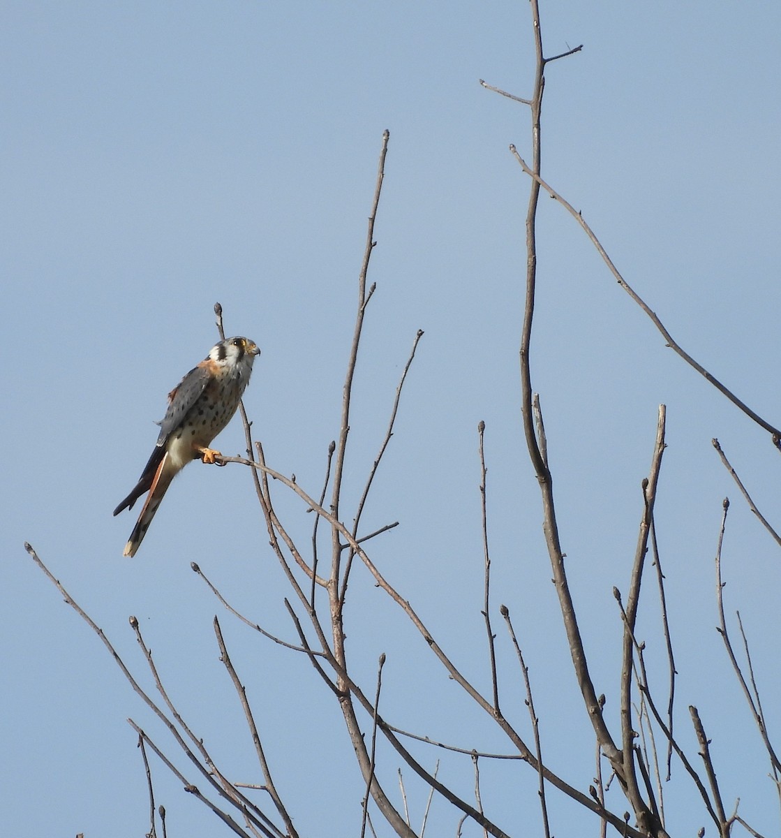 American Kestrel - ML643204660