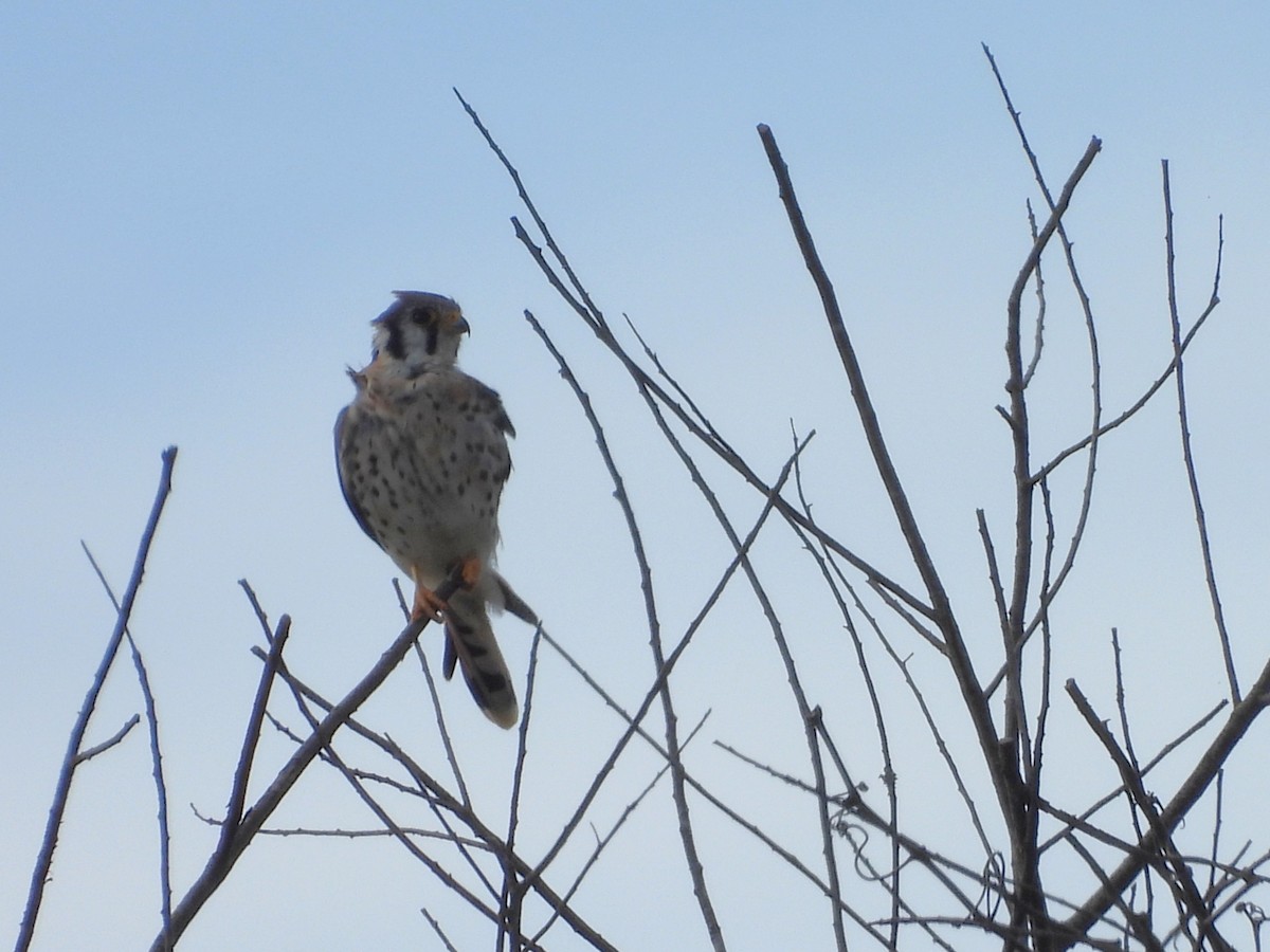 American Kestrel - ML643204661