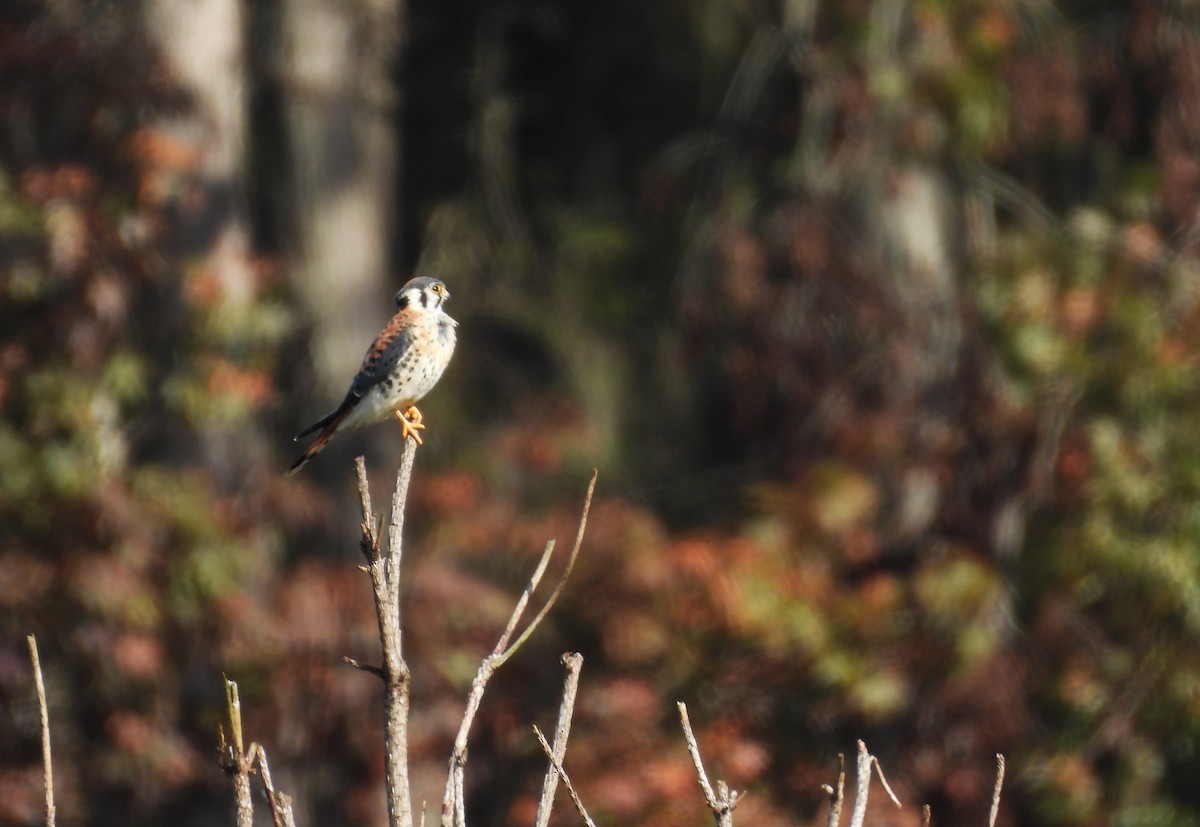 American Kestrel - ML643204662