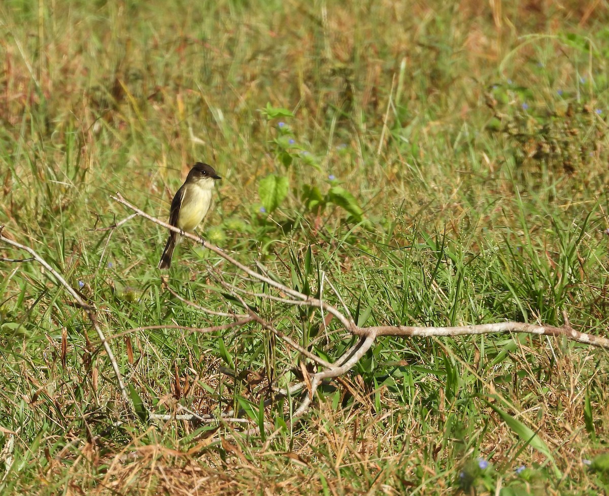 Eastern Phoebe - ML643204666