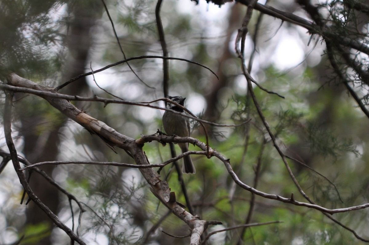 Mésange arlequin - ML643204667