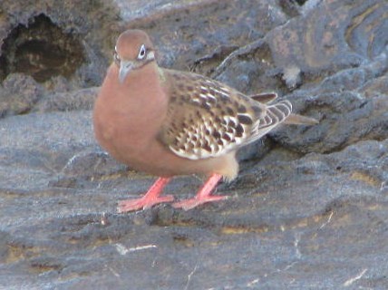 Galapagos Dove - ML643204669
