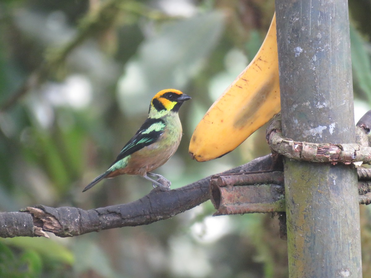 Flame-faced Tanager - ML643204671