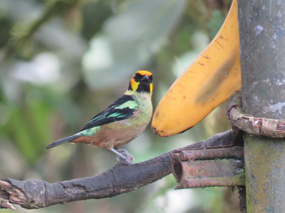Flame-faced Tanager - ML643204672