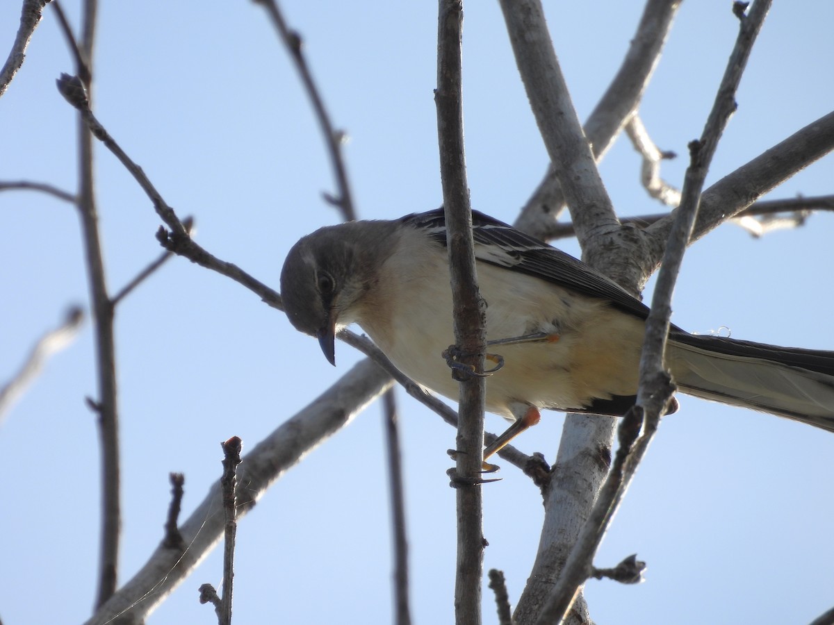 Northern Mockingbird - ML643204693