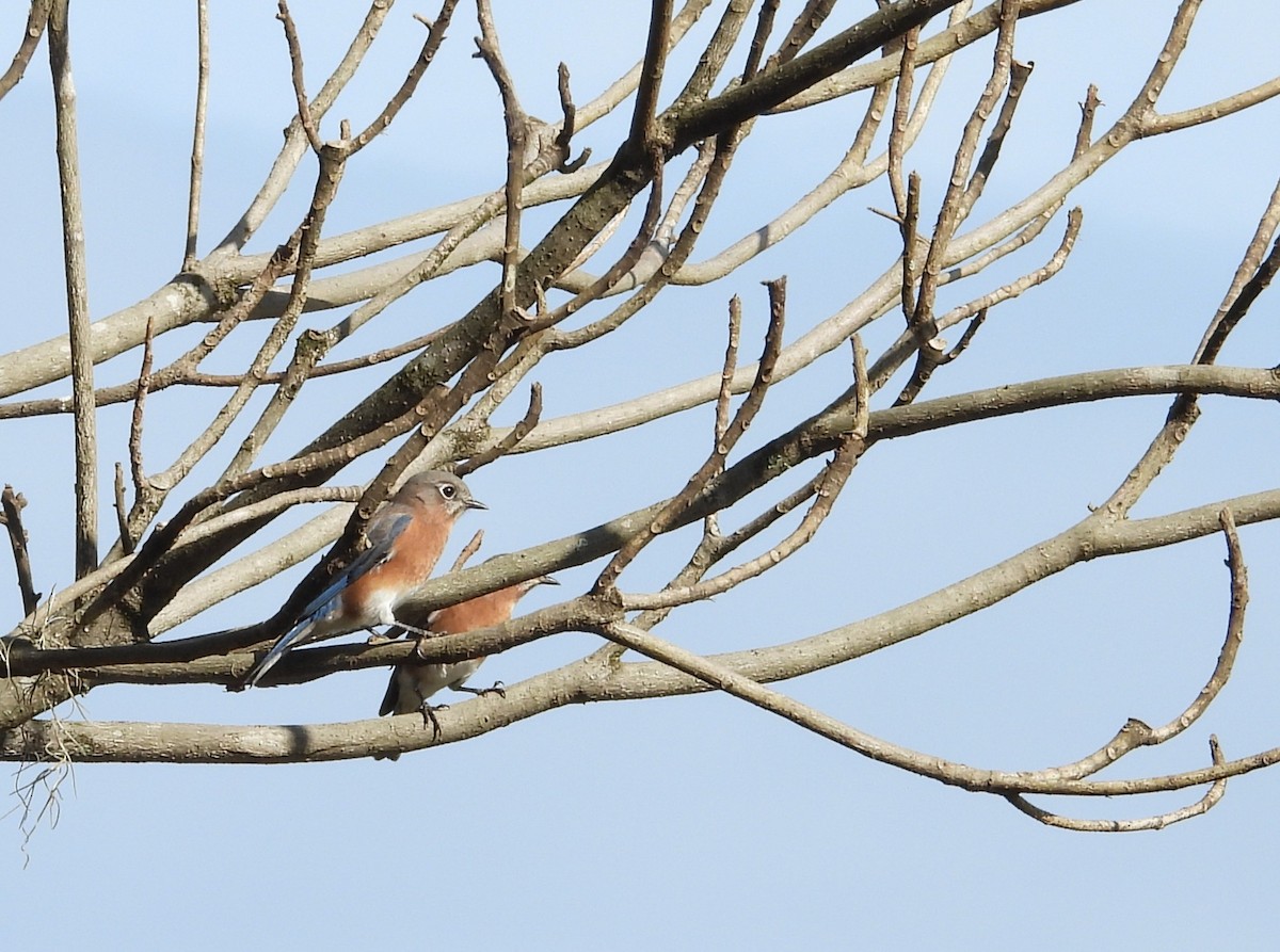 Eastern Bluebird - ML643204700