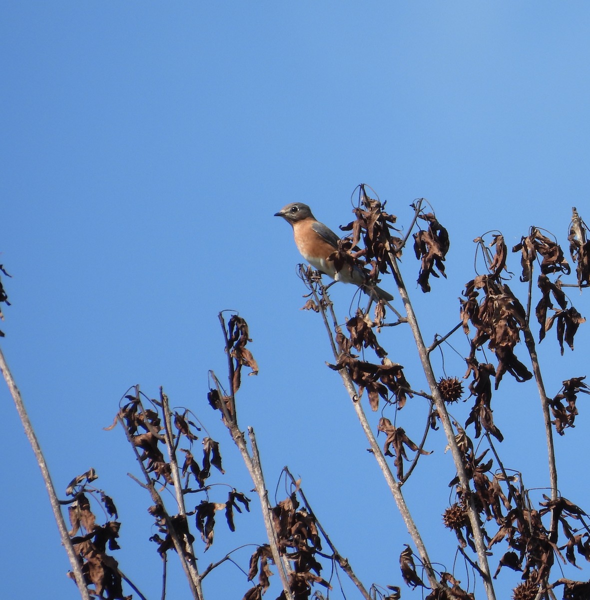 Eastern Bluebird - ML643204702