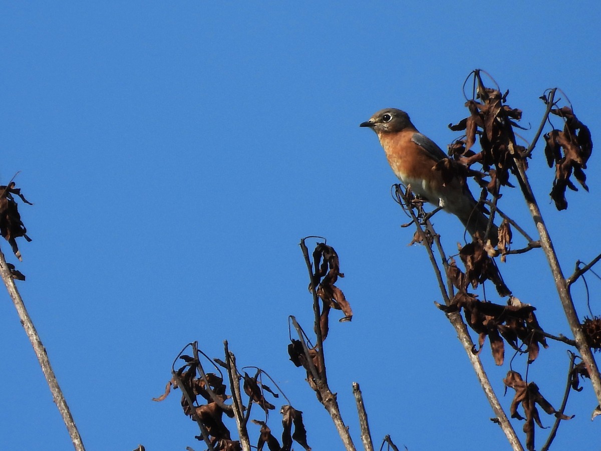 Eastern Bluebird - ML643204703