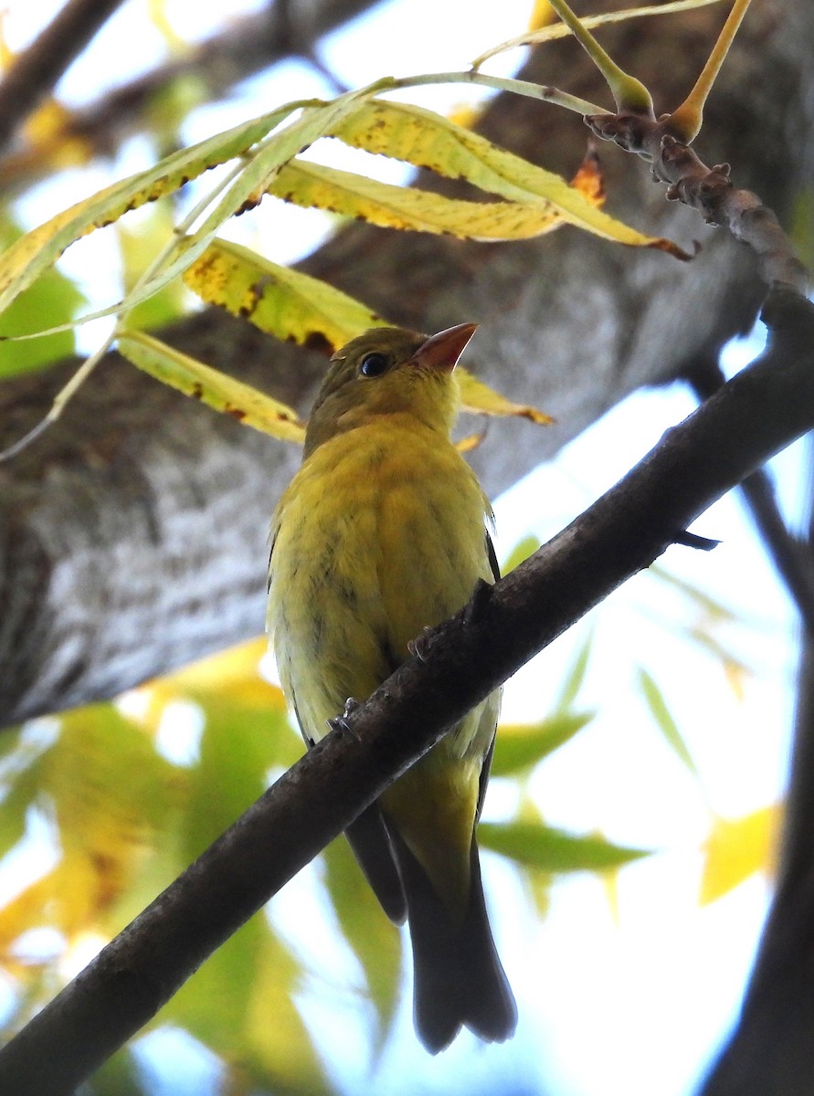 Scarlet Tanager - ML643204706
