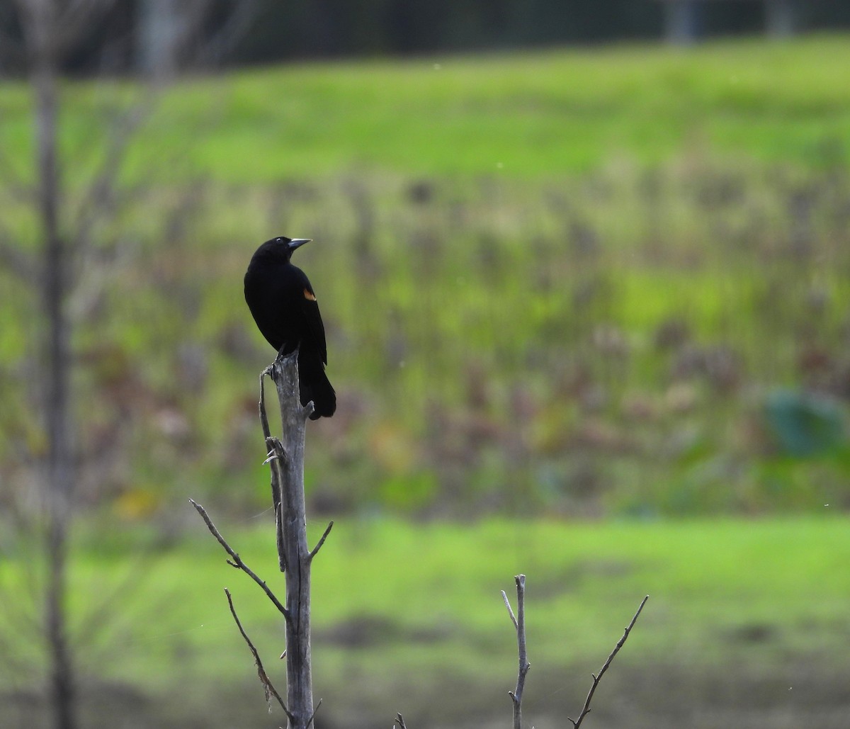 Red-winged Blackbird - ML643204711