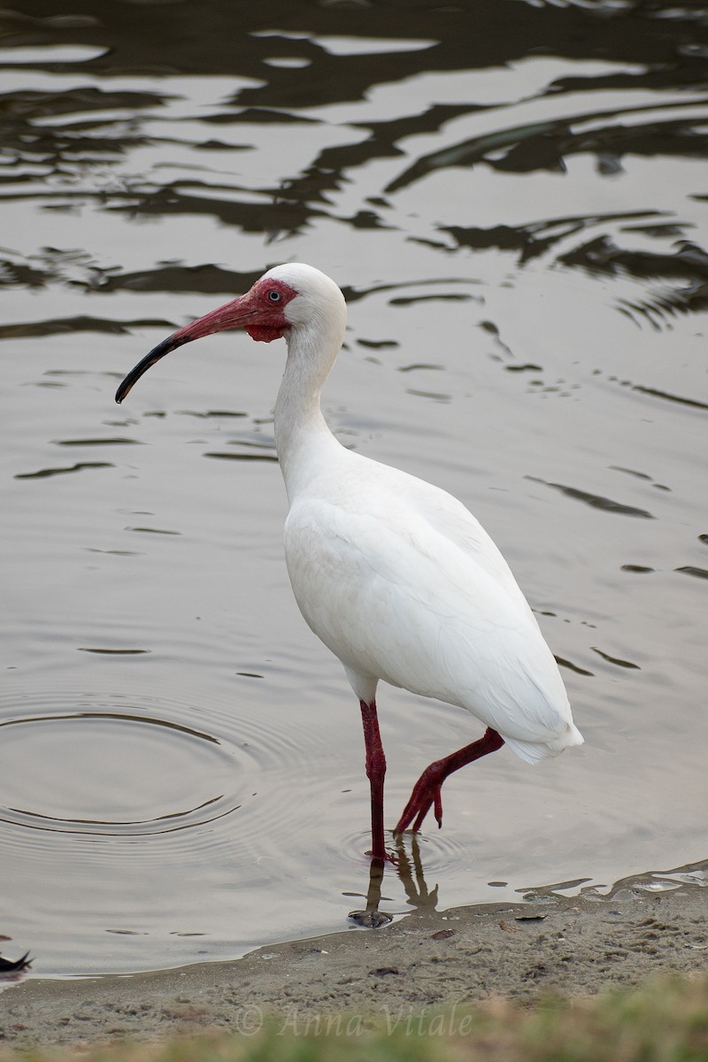 White Ibis - ML643204727