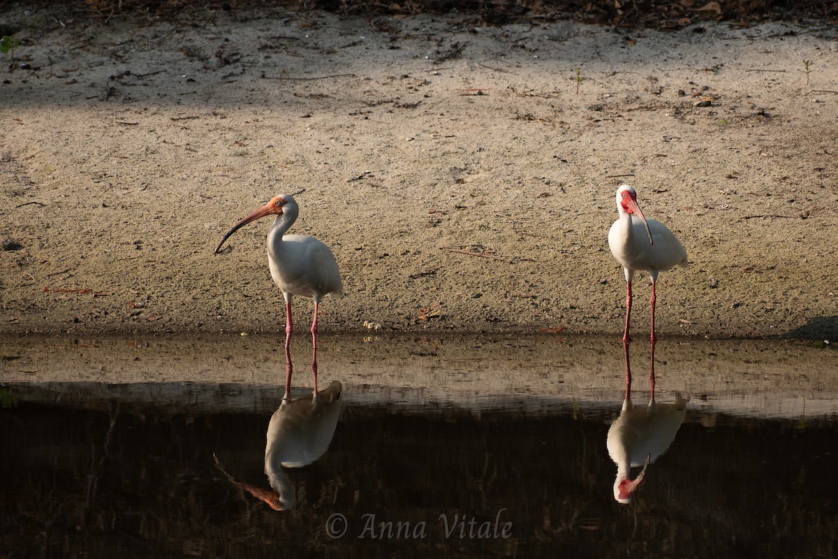 White Ibis - ML643204728