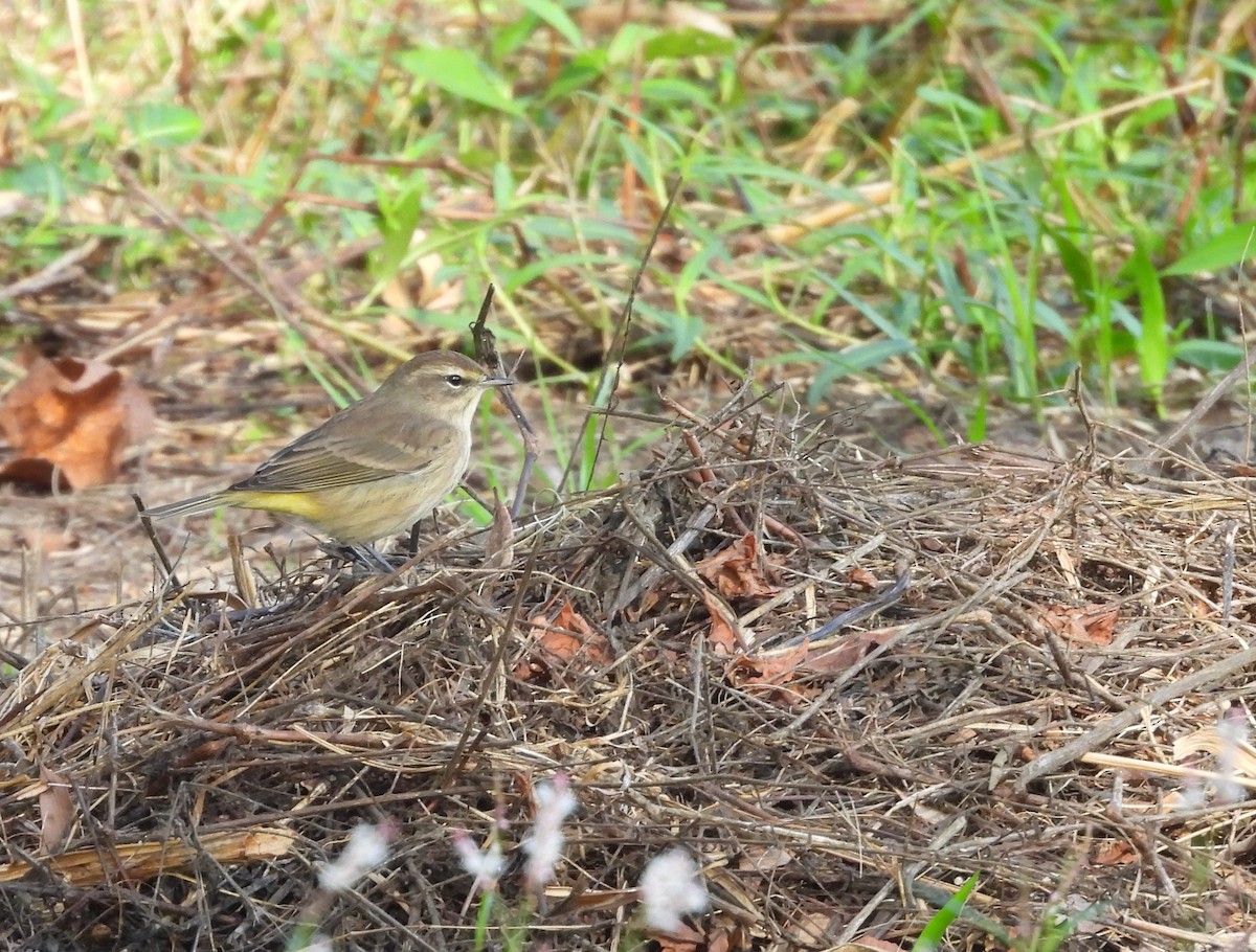 Palm Warbler - ML643204732
