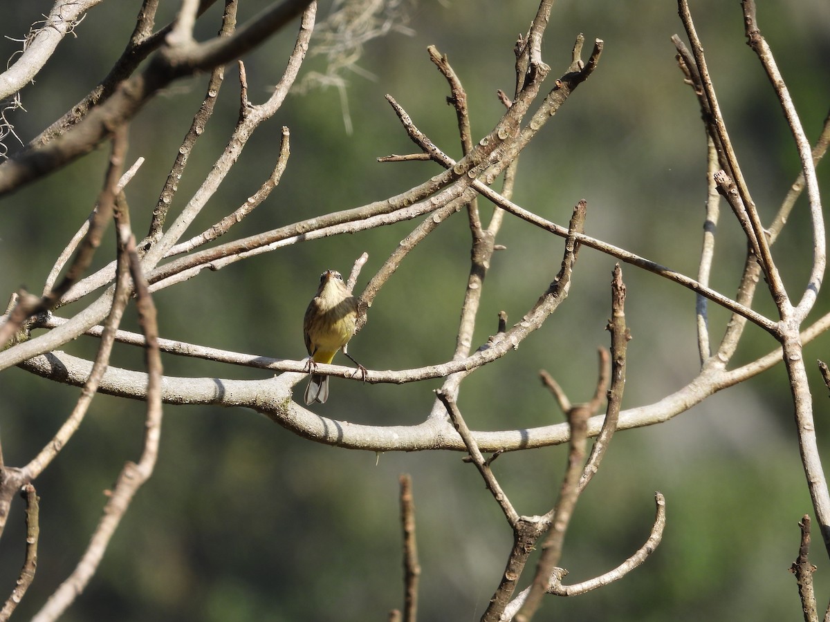 Palm Warbler - ML643204733