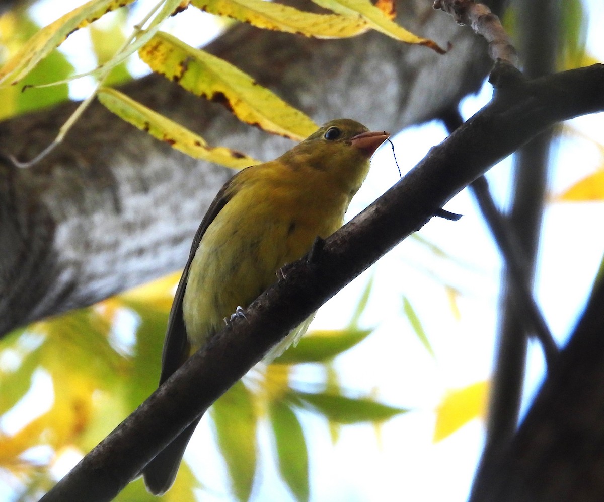 Scarlet Tanager - ML643204741