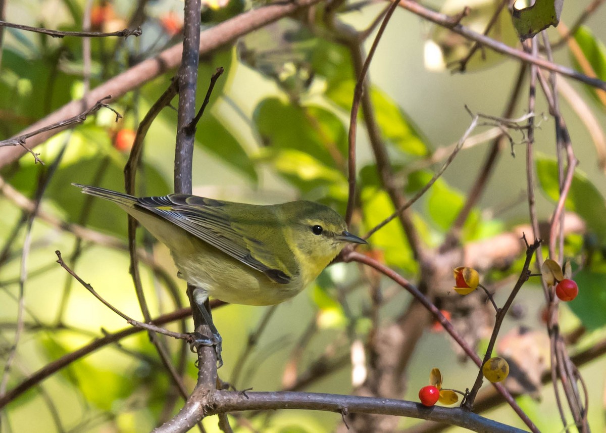 Tennessee Warbler - ML643204753