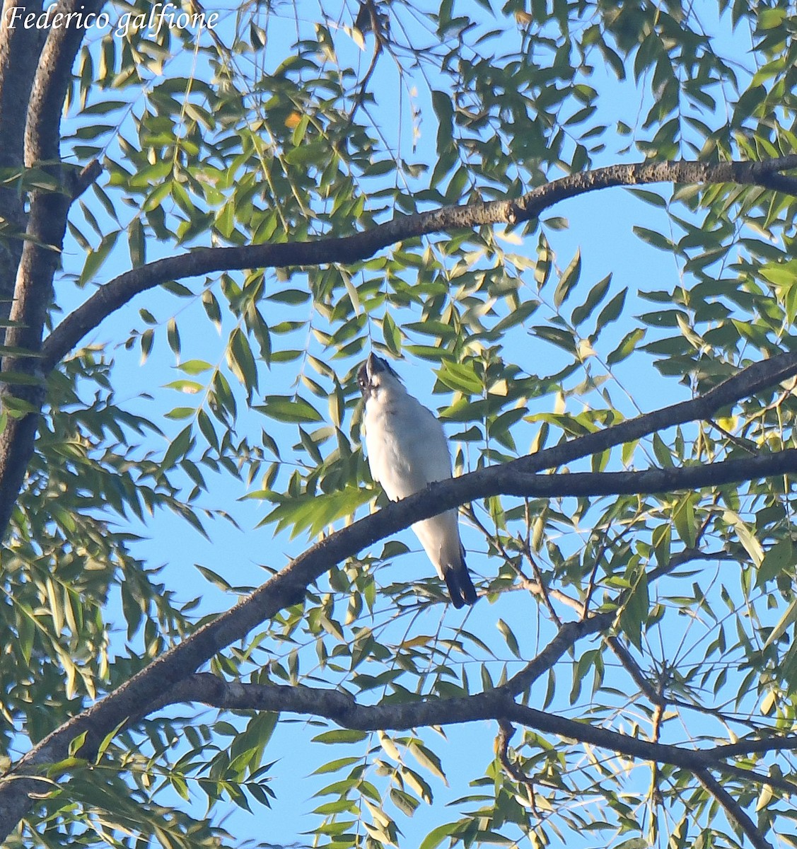 Black-crowned Tityra - ML643204784