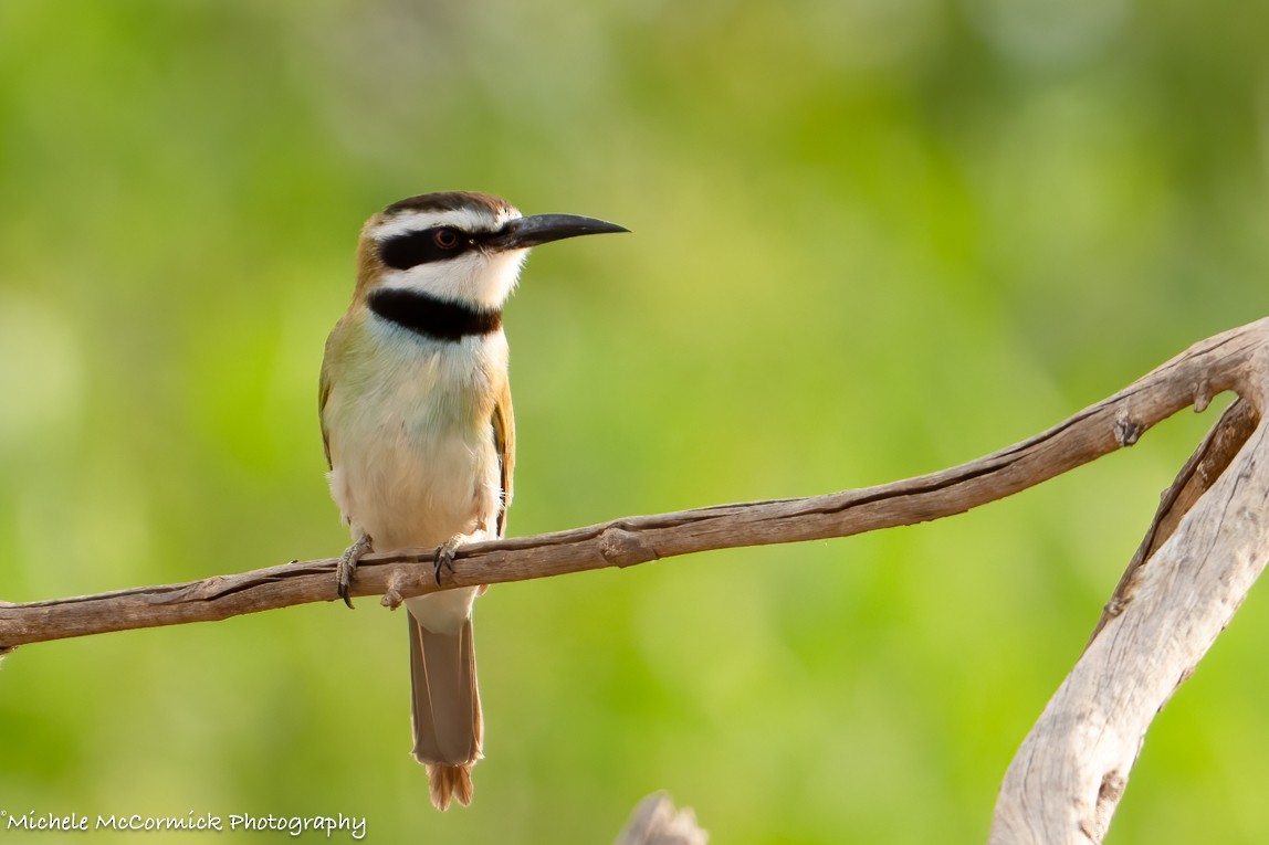 White-throated Bee-eater - ML643204787