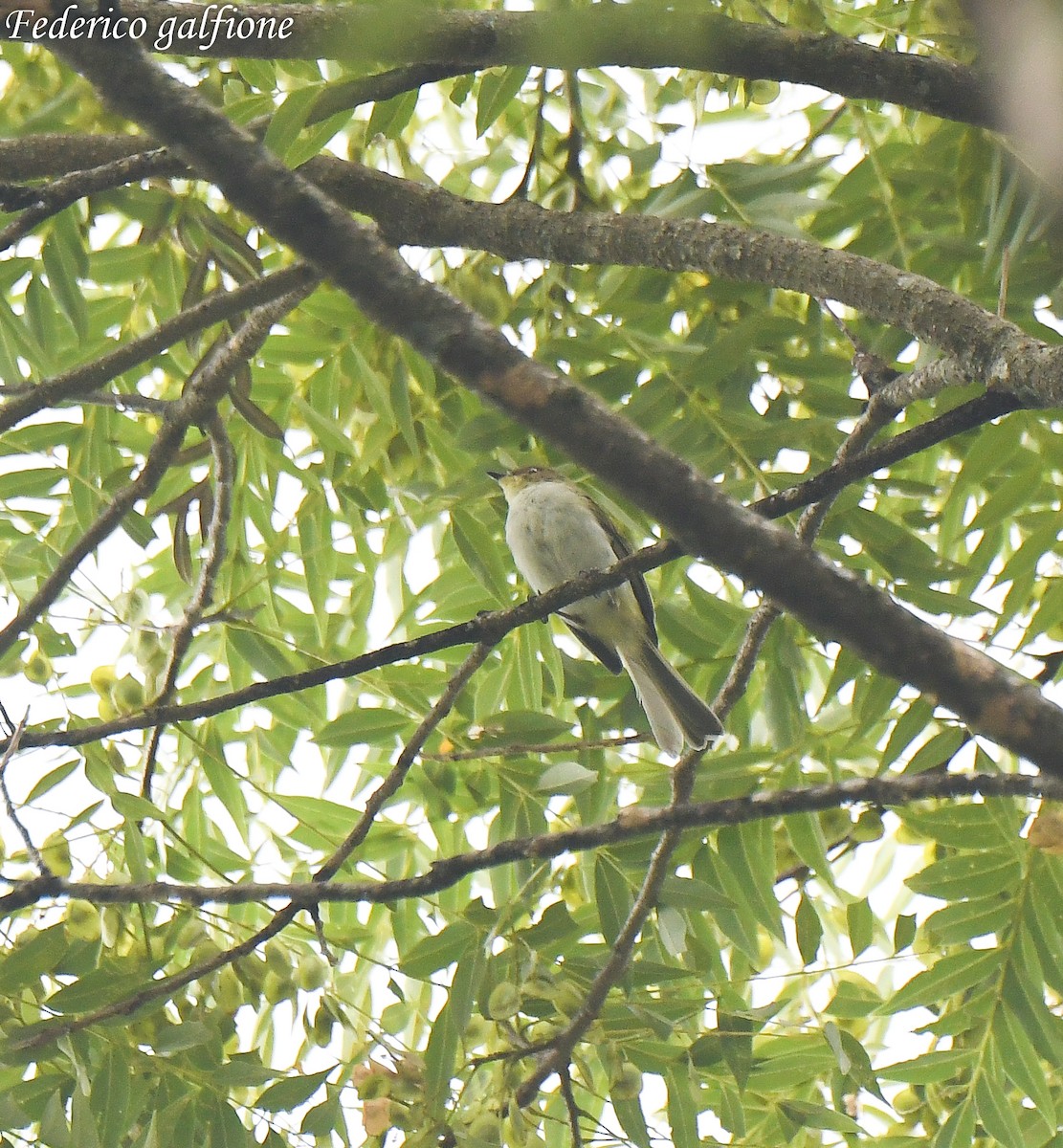 Bay-ringed Tyrannulet - ML643204816
