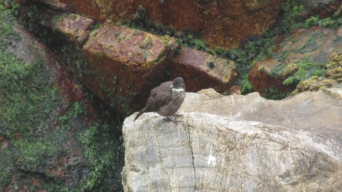 Seaside Cinclodes - ML643204824