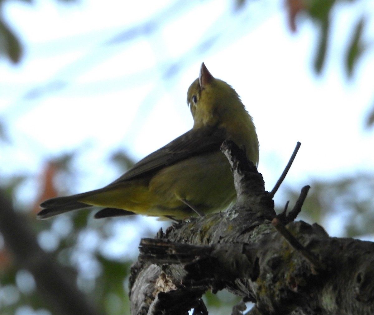 Scarlet Tanager - ML643204825
