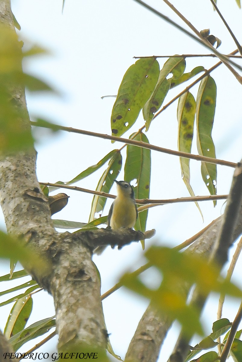 Creamy-bellied Gnatcatcher - ML643204826