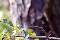 Bicknell's Thrush - ML643204851