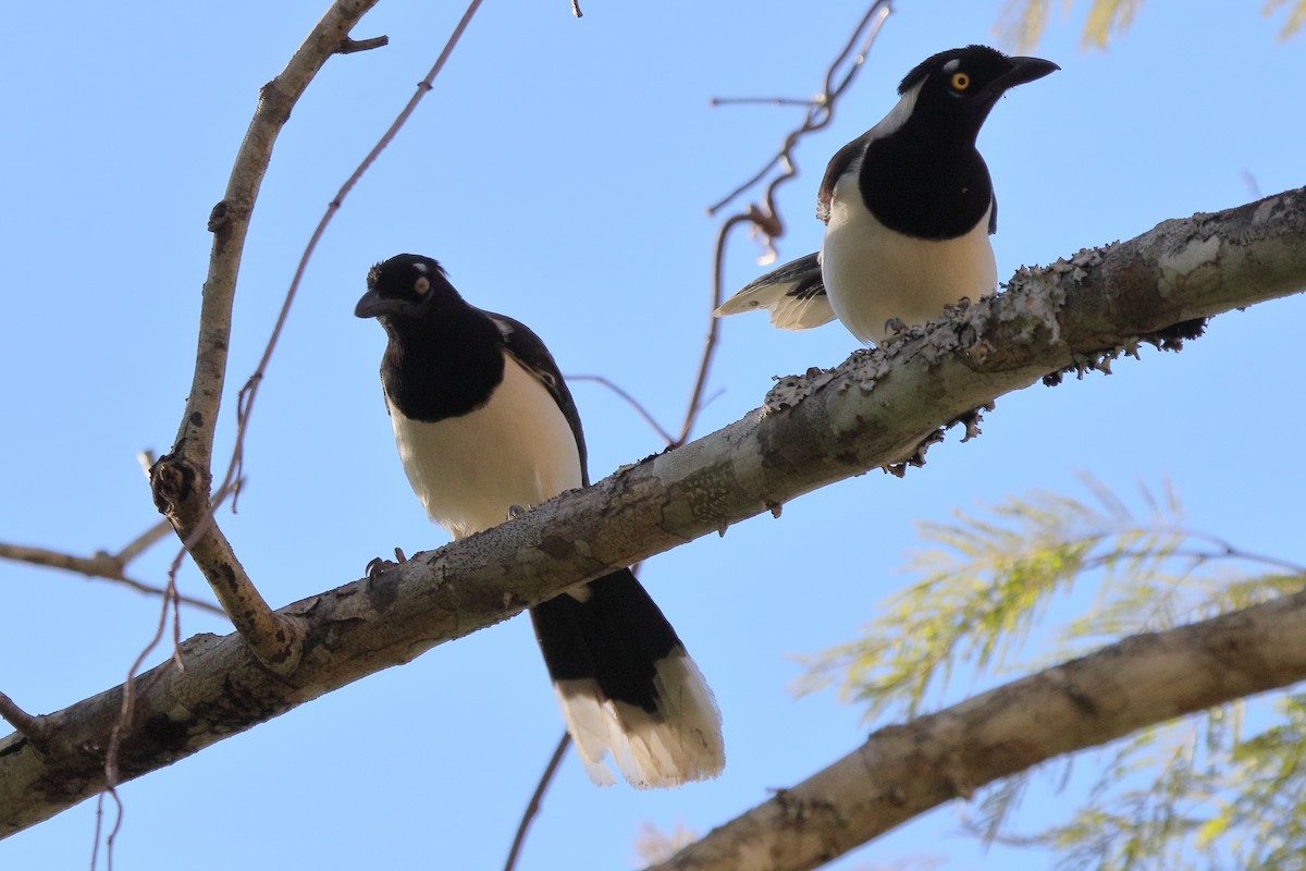 White-naped Jay - ML643204879