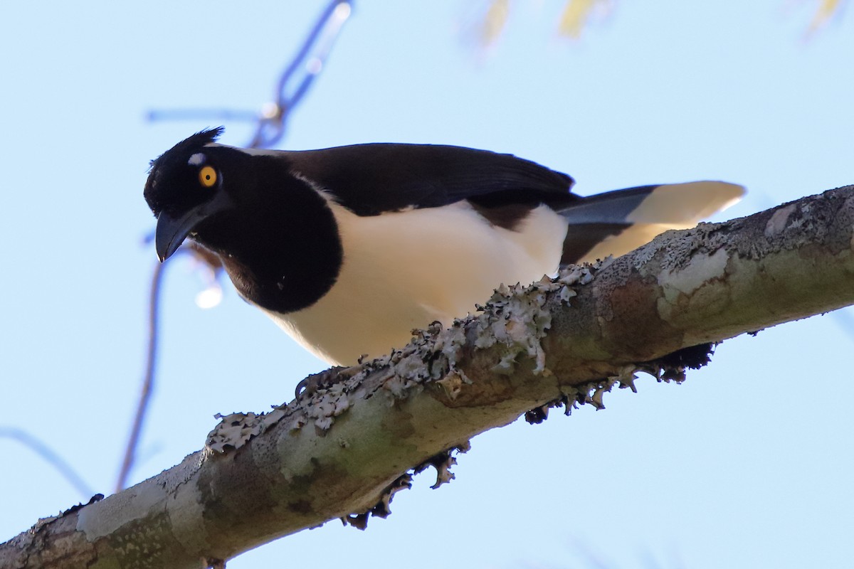 White-naped Jay - ML643204880