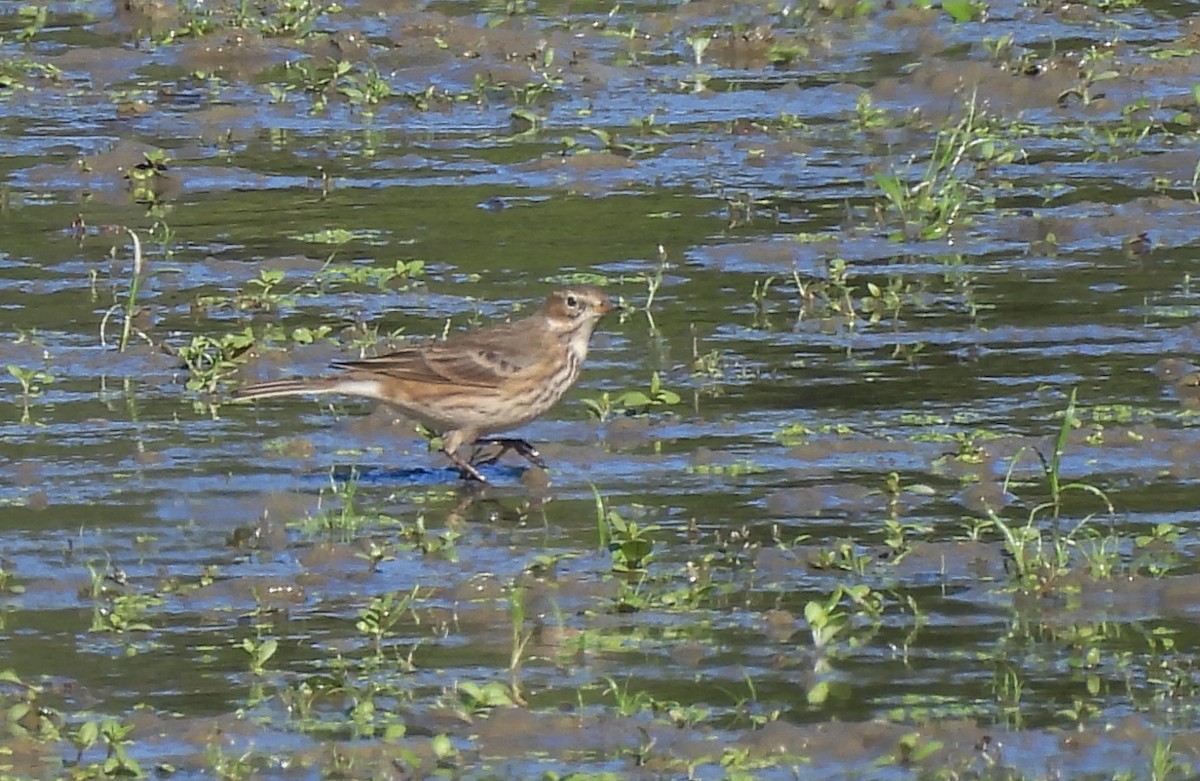 Pipit d'Amérique - ML643204883