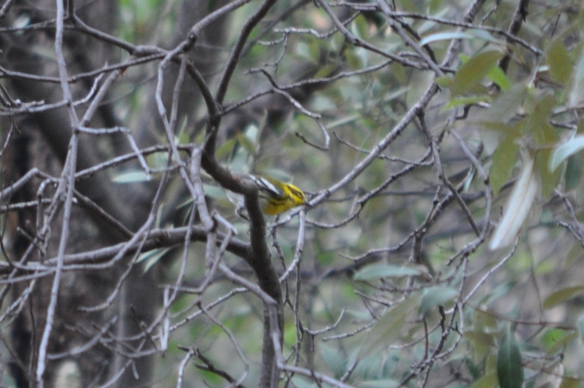 Townsend's Warbler - ML643204894